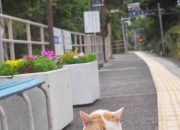 开云体育app-欧冠淘汰赛之夜，范戴克刷新纪录，一座移动长城的90分钟统治